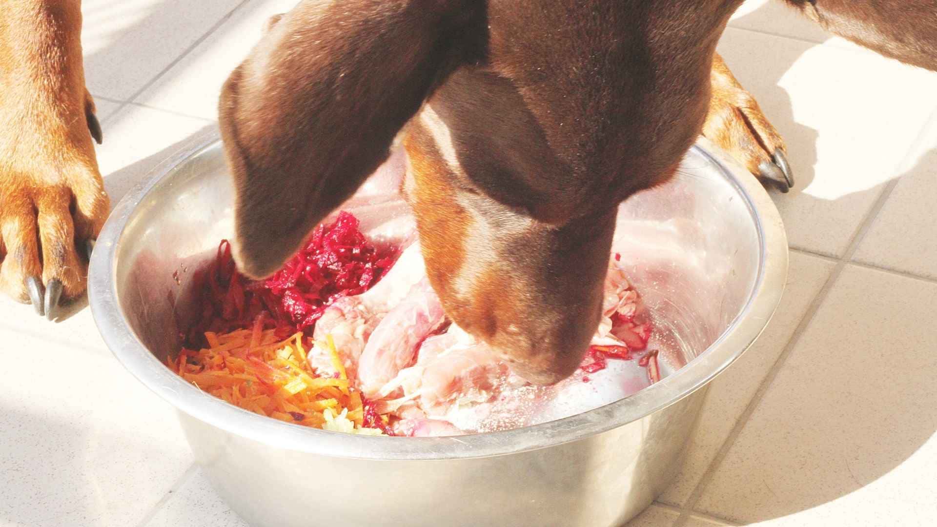 Proteinas para perros cantidad